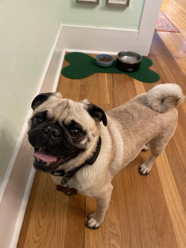 Enlarge Clune / Max, a Adoptable Pug in Broomfield, CO image 6/6