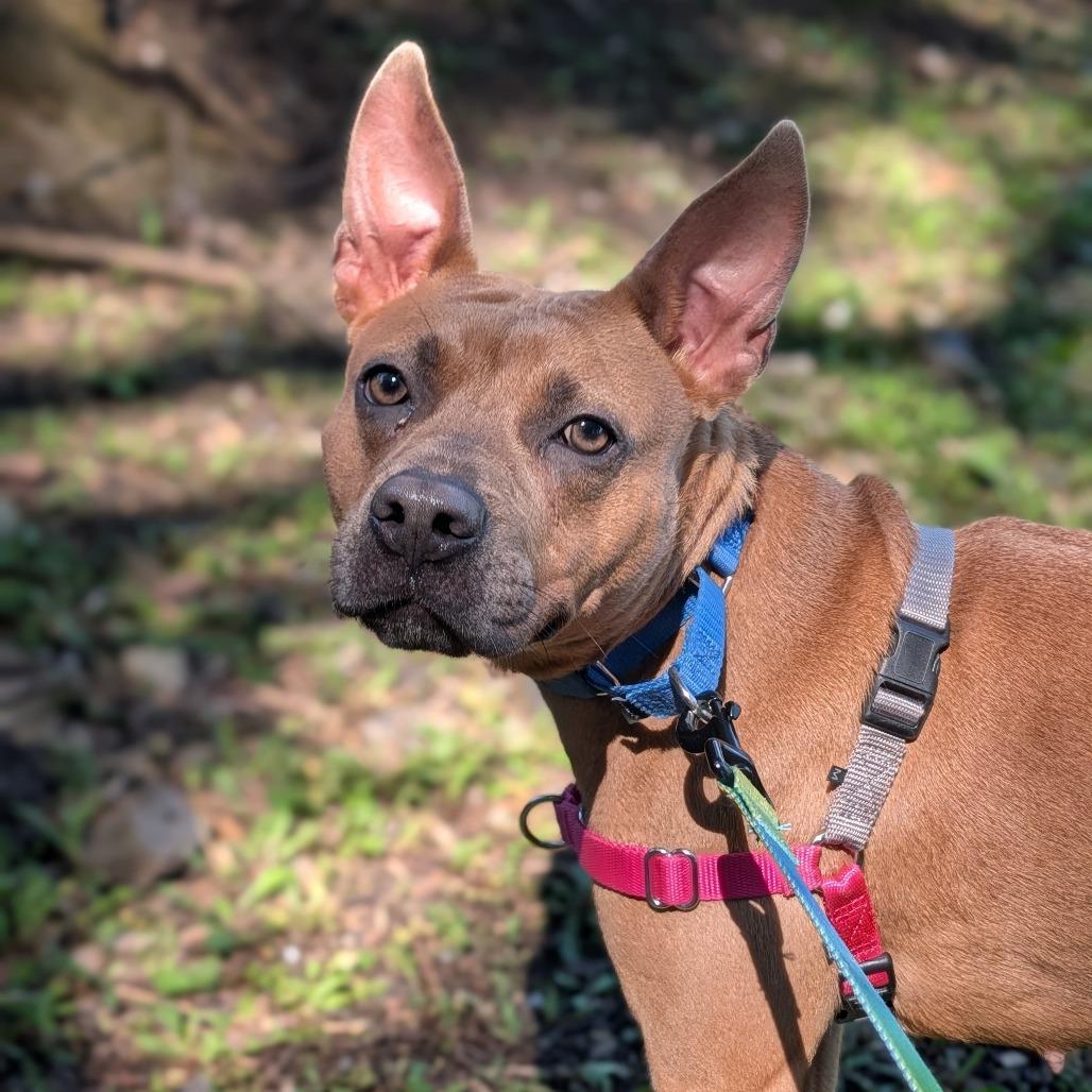 Laney, Adoptable, Adult Female Mixed Breed.