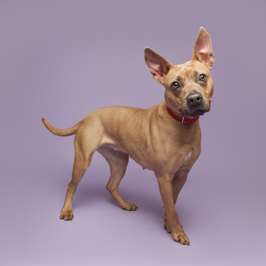 Laney, Adoptable, Adult Female Mixed Breed.