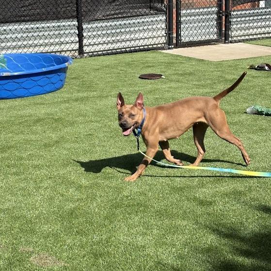 Enlarge Laney, a Adoptable Mixed Breed in Pittsburgh, PA image 3/6