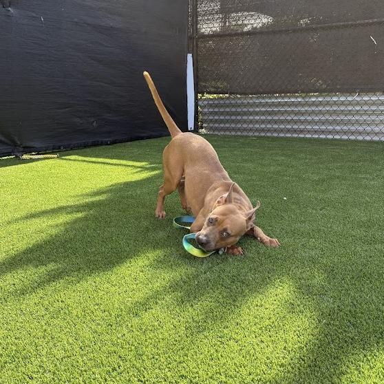 Laney, a Adoptable Mixed Breed in Pittsburgh, PA image 3/6