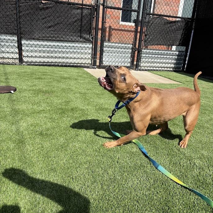 Laney, a Adoptable Mixed Breed in Pittsburgh, PA image 4/6