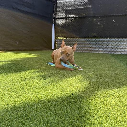 Enlarge Laney, a Adoptable Mixed Breed in Pittsburgh, PA image 5/6