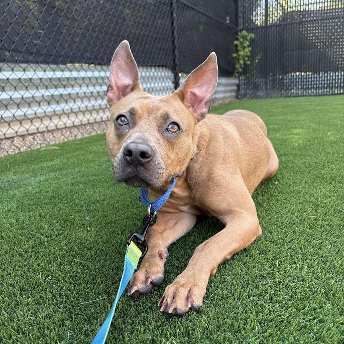 Enlarge Laney, a Adoptable Mixed Breed in Pittsburgh, PA image 6/6
