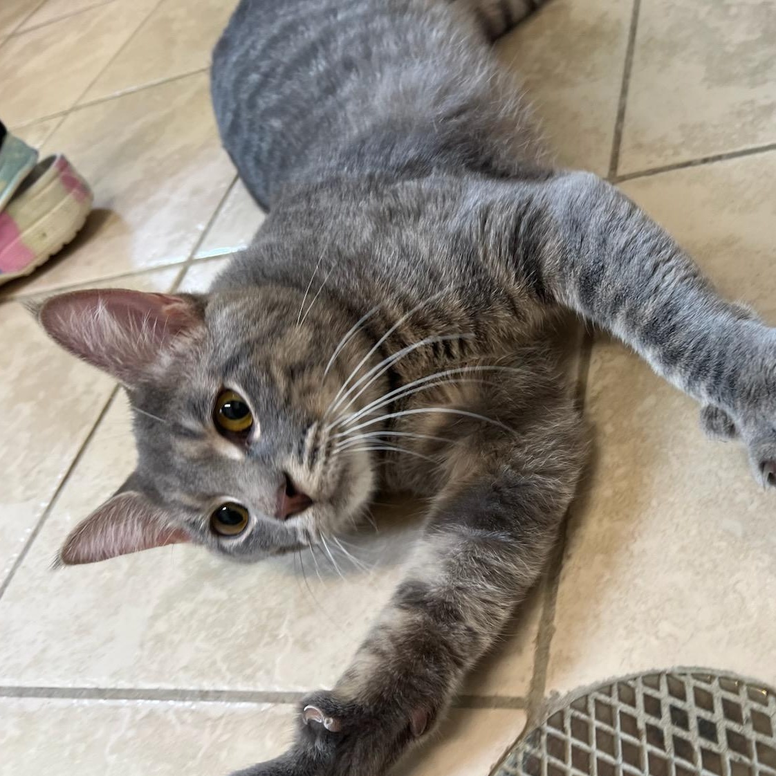 Fisher, an adoptable mixed breed in Upper Sandusky, OH image 2/4