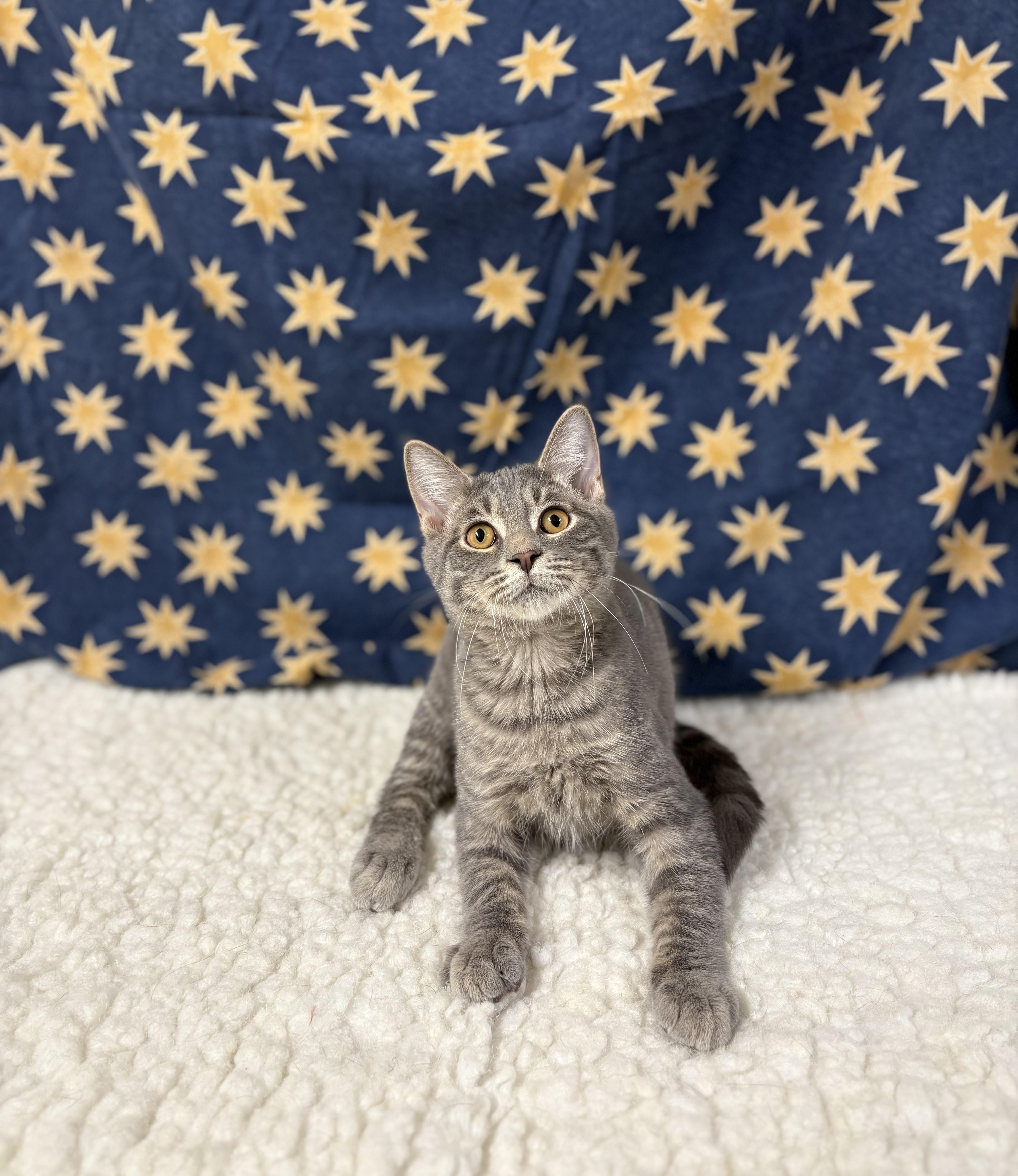 Enlarge Fisher, a Adoptable mixed breed in Upper Sandusky, OH image 1/2