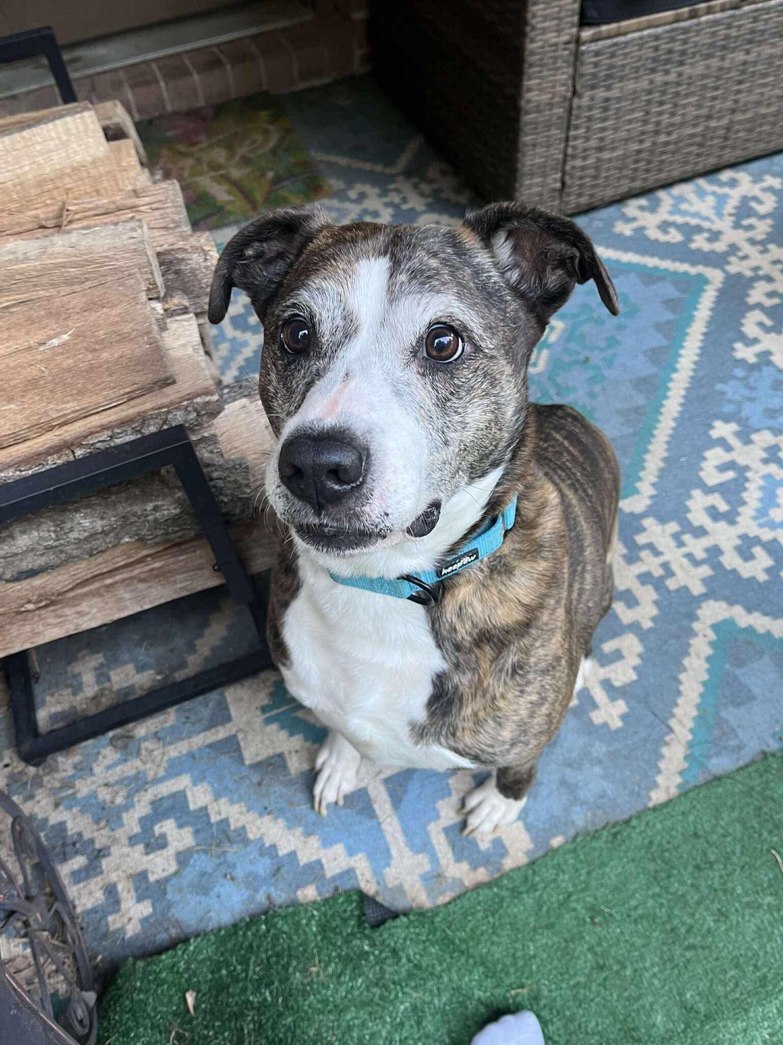 Cesar, Adoptable, Senior Male Boxer.