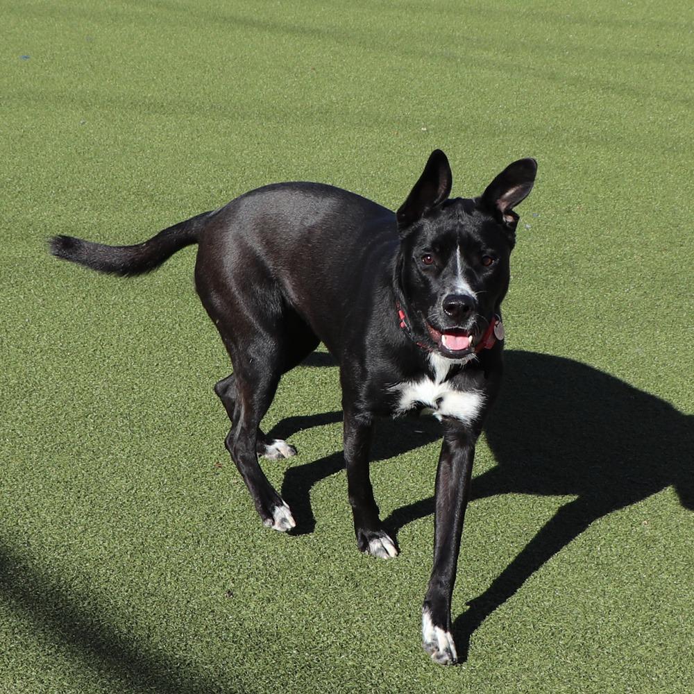 LA5458 Pop, Adoptable, Adult Female Labrador Retriever & Mixed Breed.