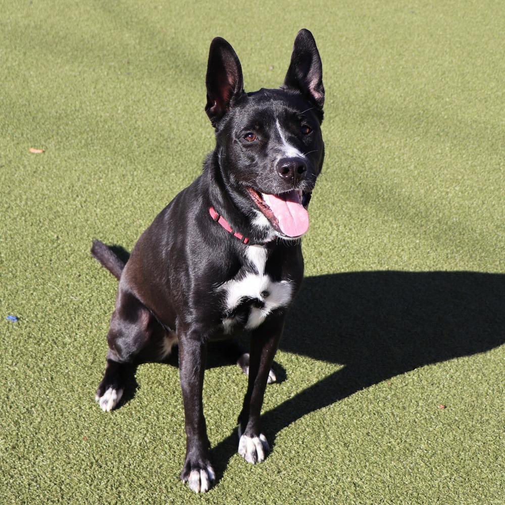 Enlarge LA5458 Pop, a Adoptable mixed breed in Port Washington, NY image 2/4