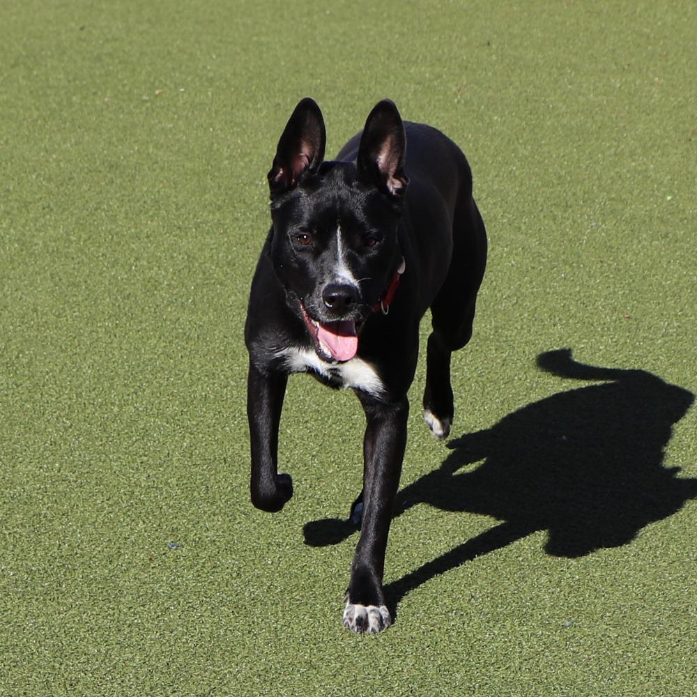 Enlarge LA5458 Pop, a Adoptable mixed breed in Port Washington, NY image 3/4