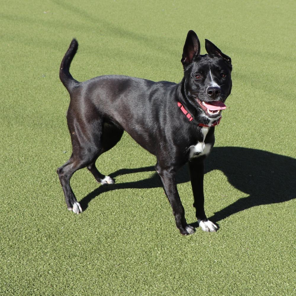 Enlarge LA5458 Pop, a Adoptable mixed breed in Port Washington, NY image 4/4