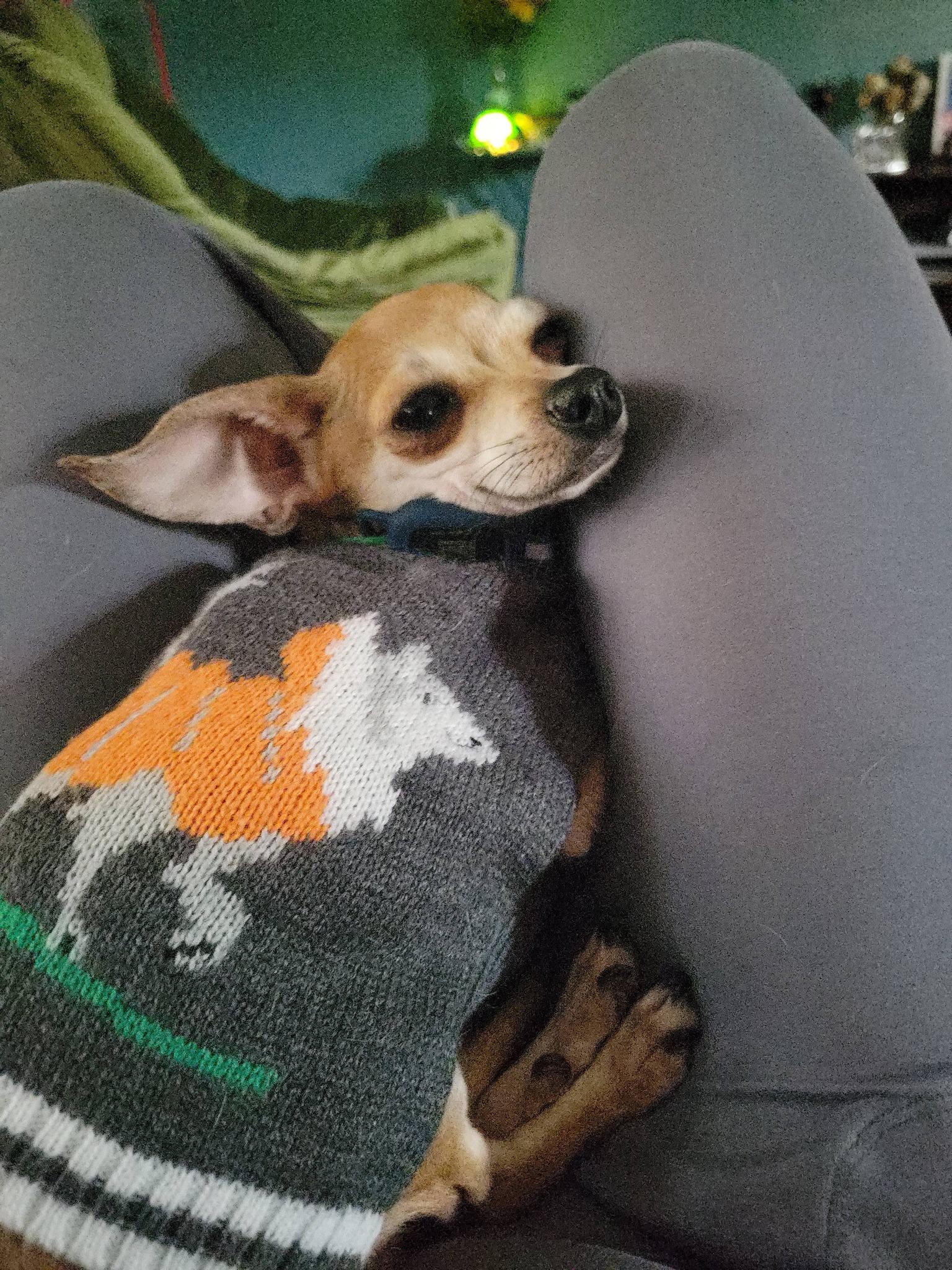 Enlarge Hank, a Adopted Chihuahua in Austin, TX image 1/4