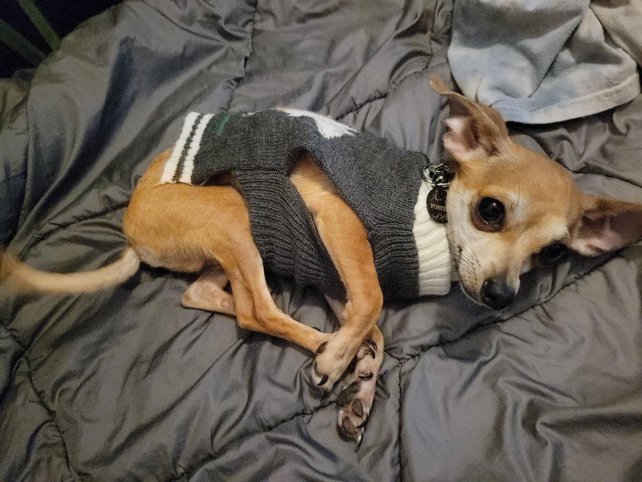 Enlarge Hank, a Adopted Chihuahua in Austin, TX image 2/4