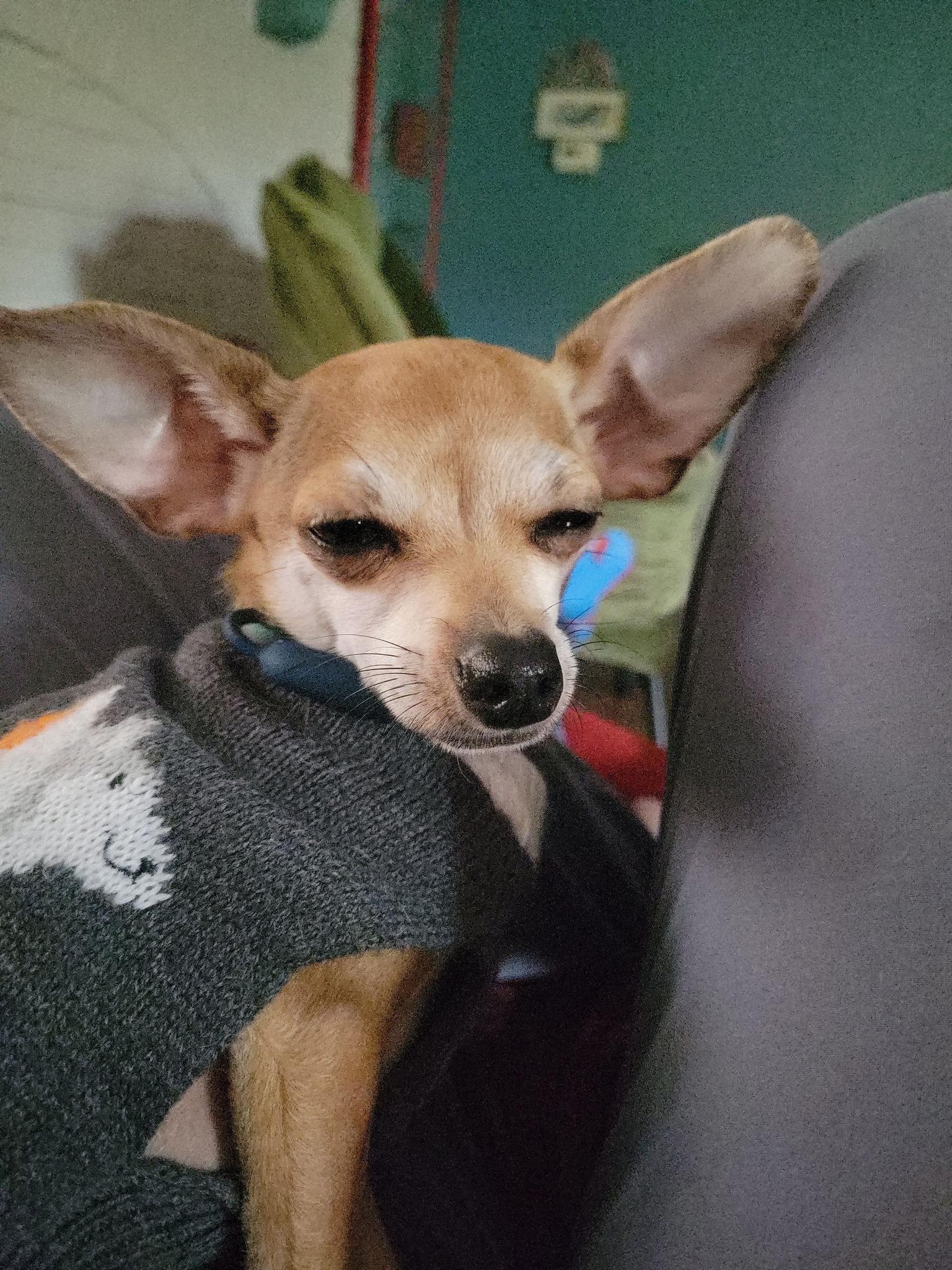 Enlarge Hank, a Adopted Chihuahua in Austin, TX image 3/4