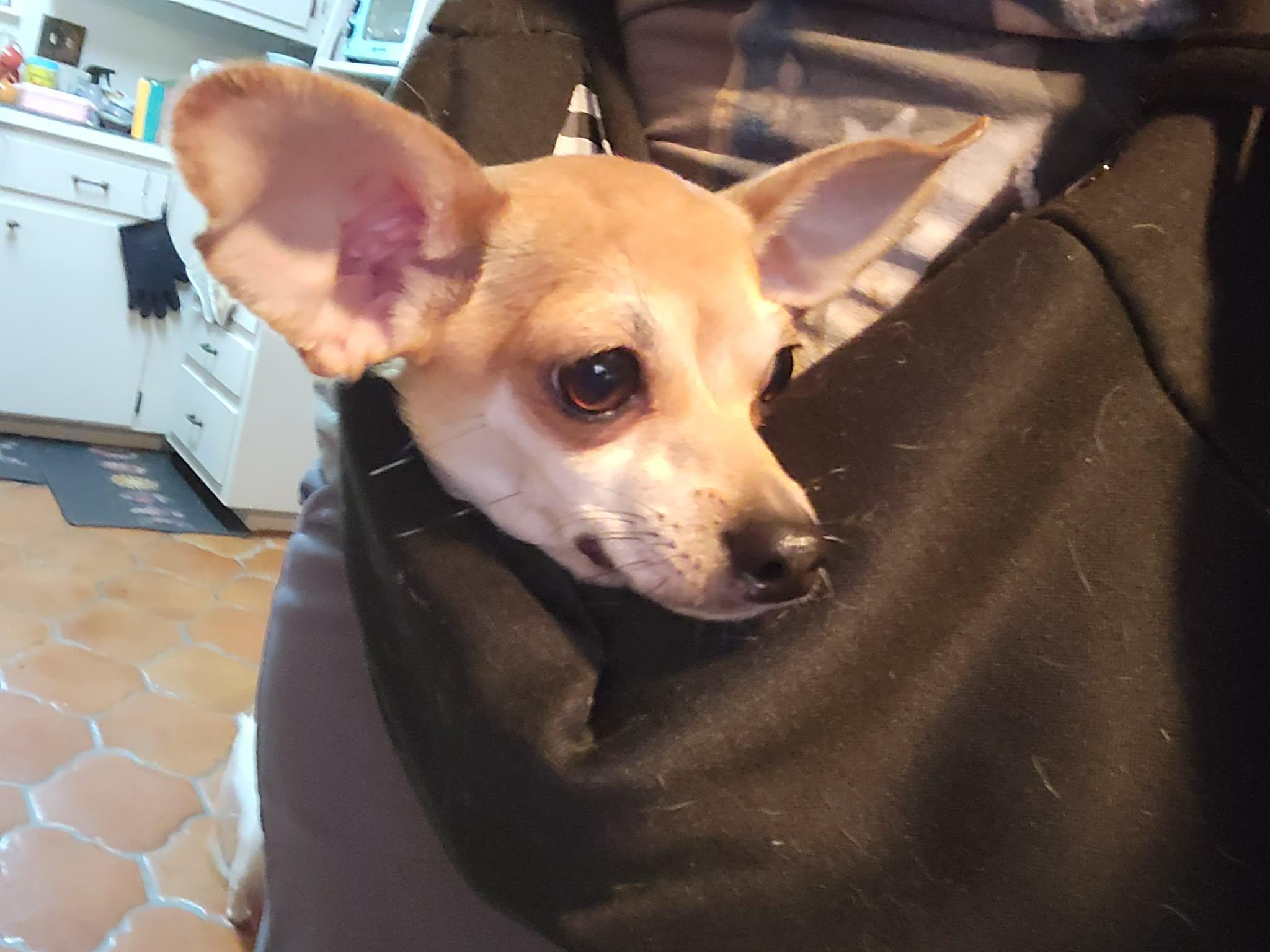 Enlarge Hank, a Adopted Chihuahua in Austin, TX image 4/4