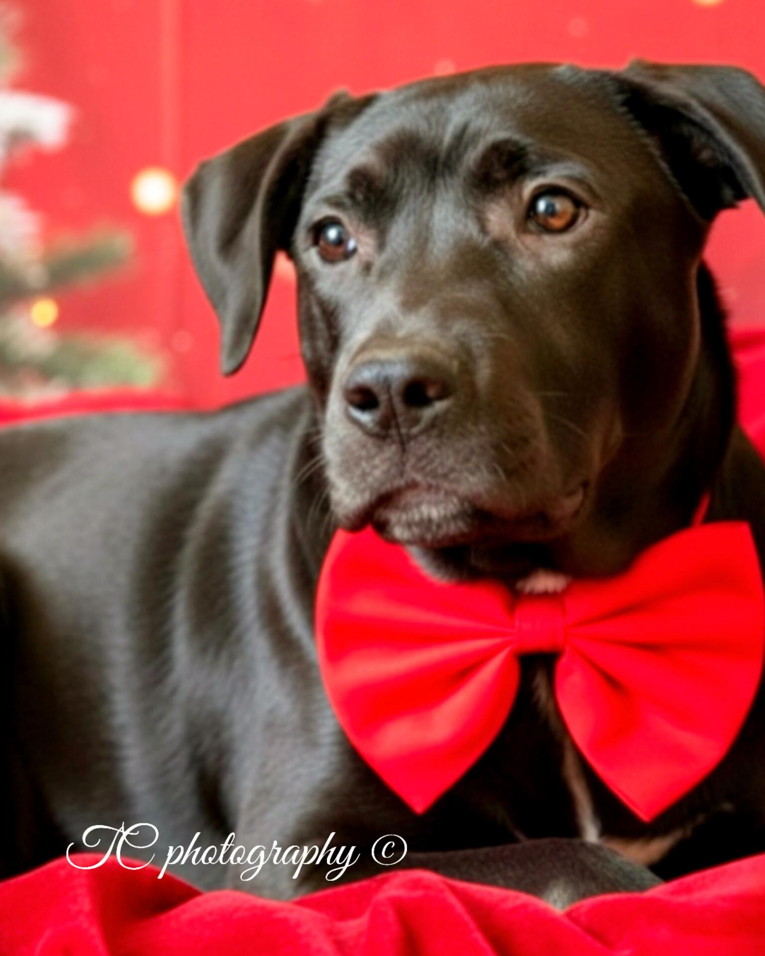 Enlarge KRINGLE, a Adoptable mixed breed in Jacksonville, FL image 1/5