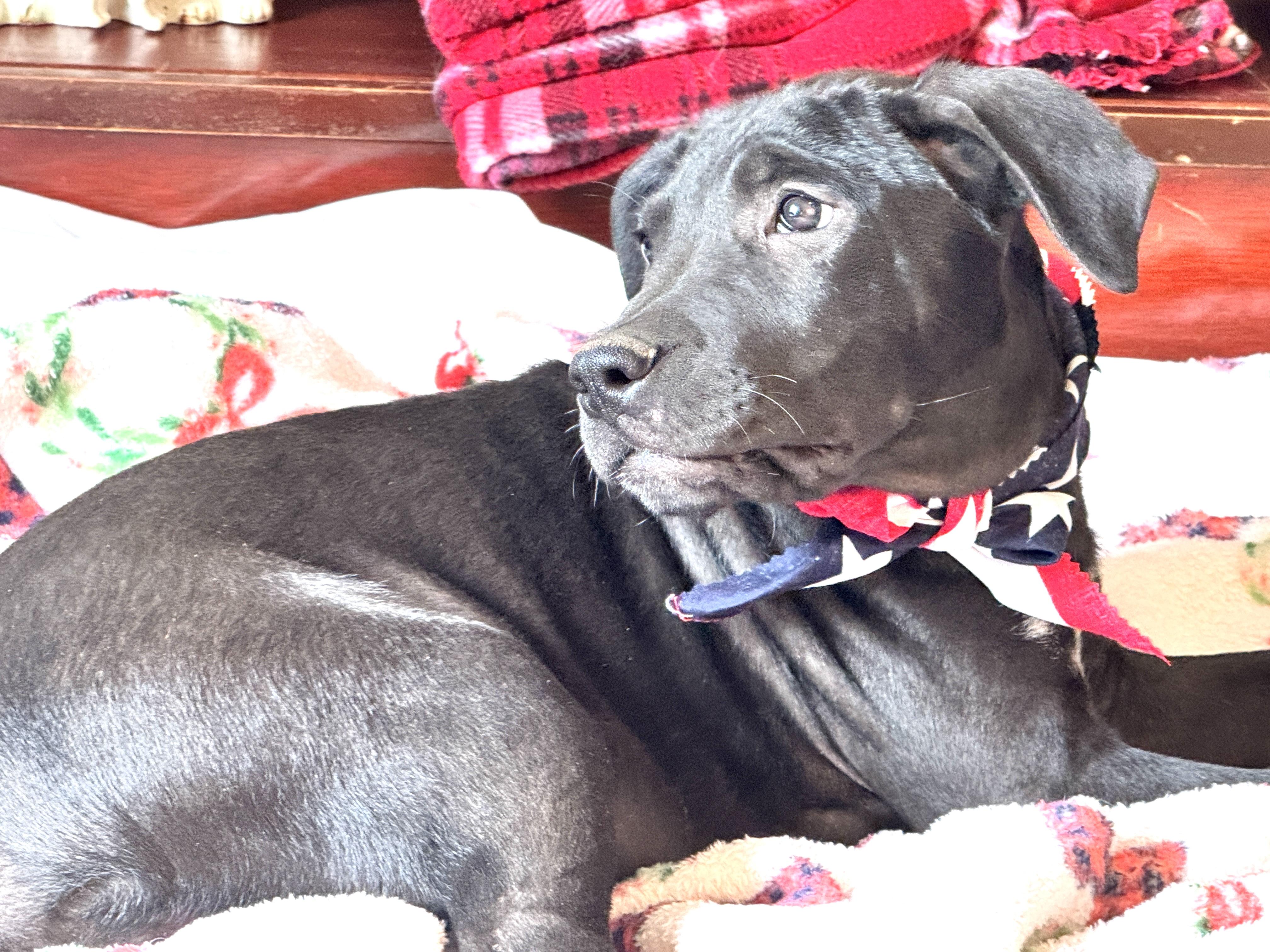 Enlarge KRINGLE, a Adoptable mixed breed in Jacksonville, FL image 2/5