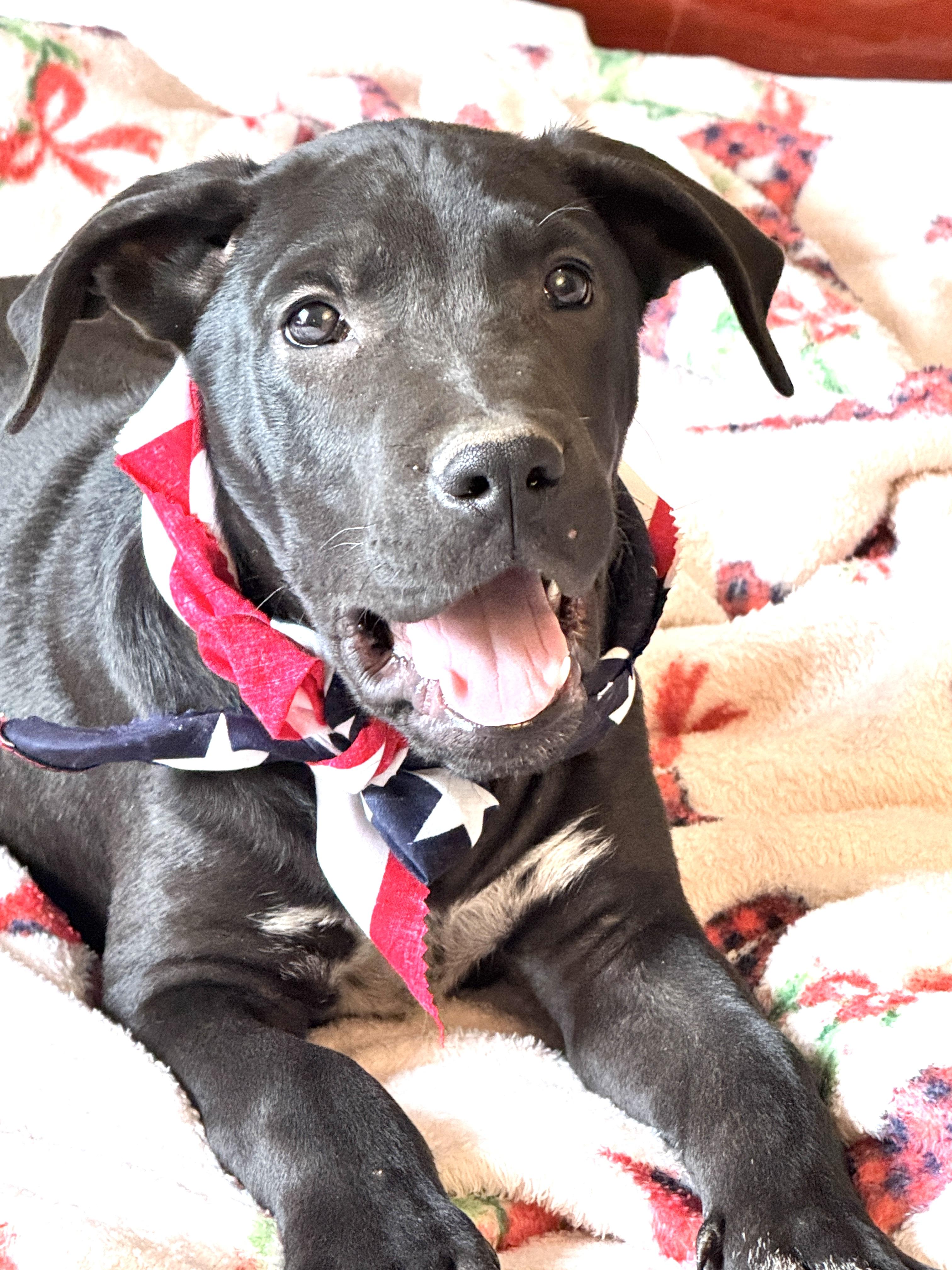 Enlarge KRINGLE, a Adoptable mixed breed in Jacksonville, FL image 3/5