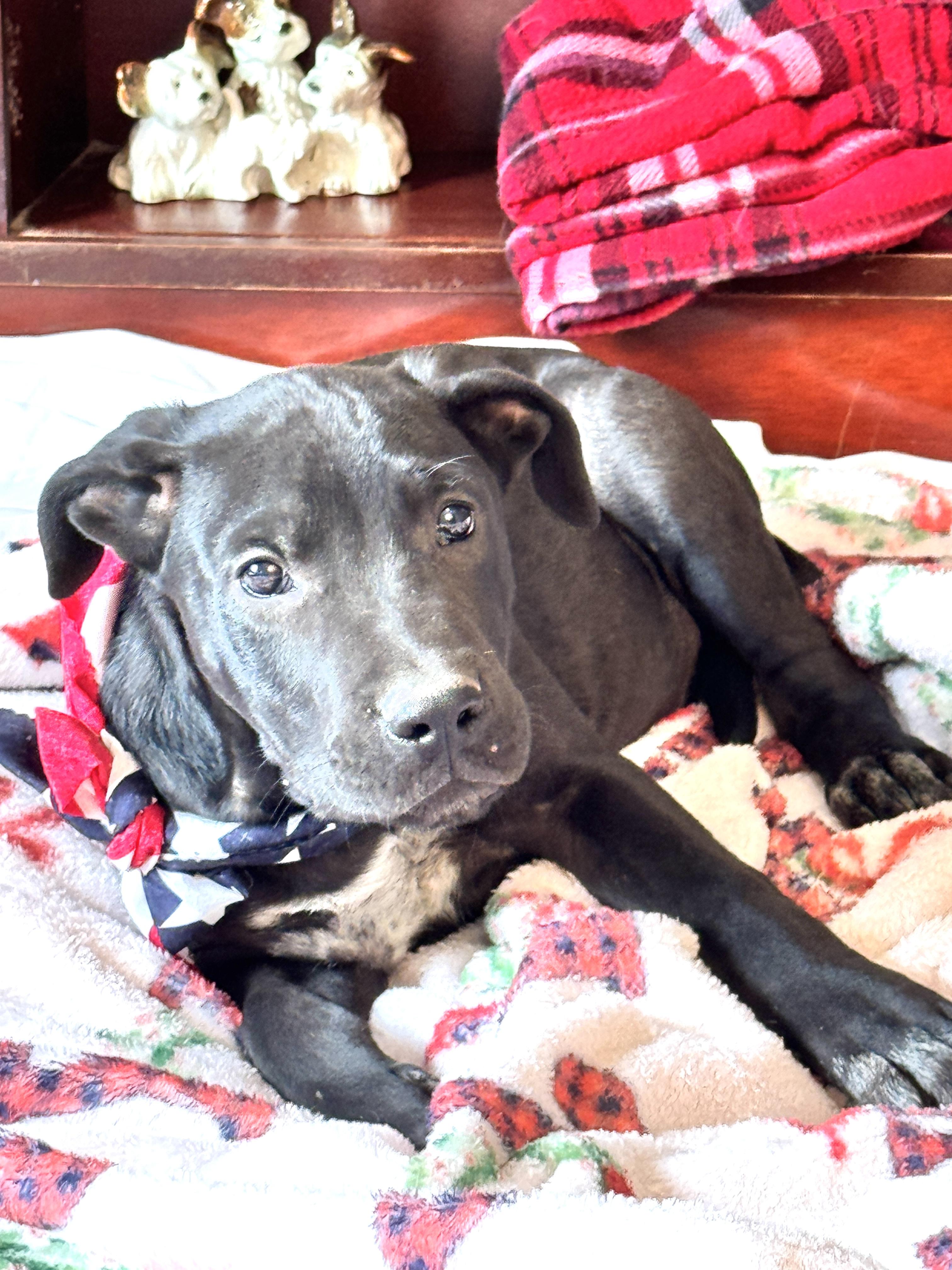 Enlarge KRINGLE, a Adoptable mixed breed in Jacksonville, FL image 4/5