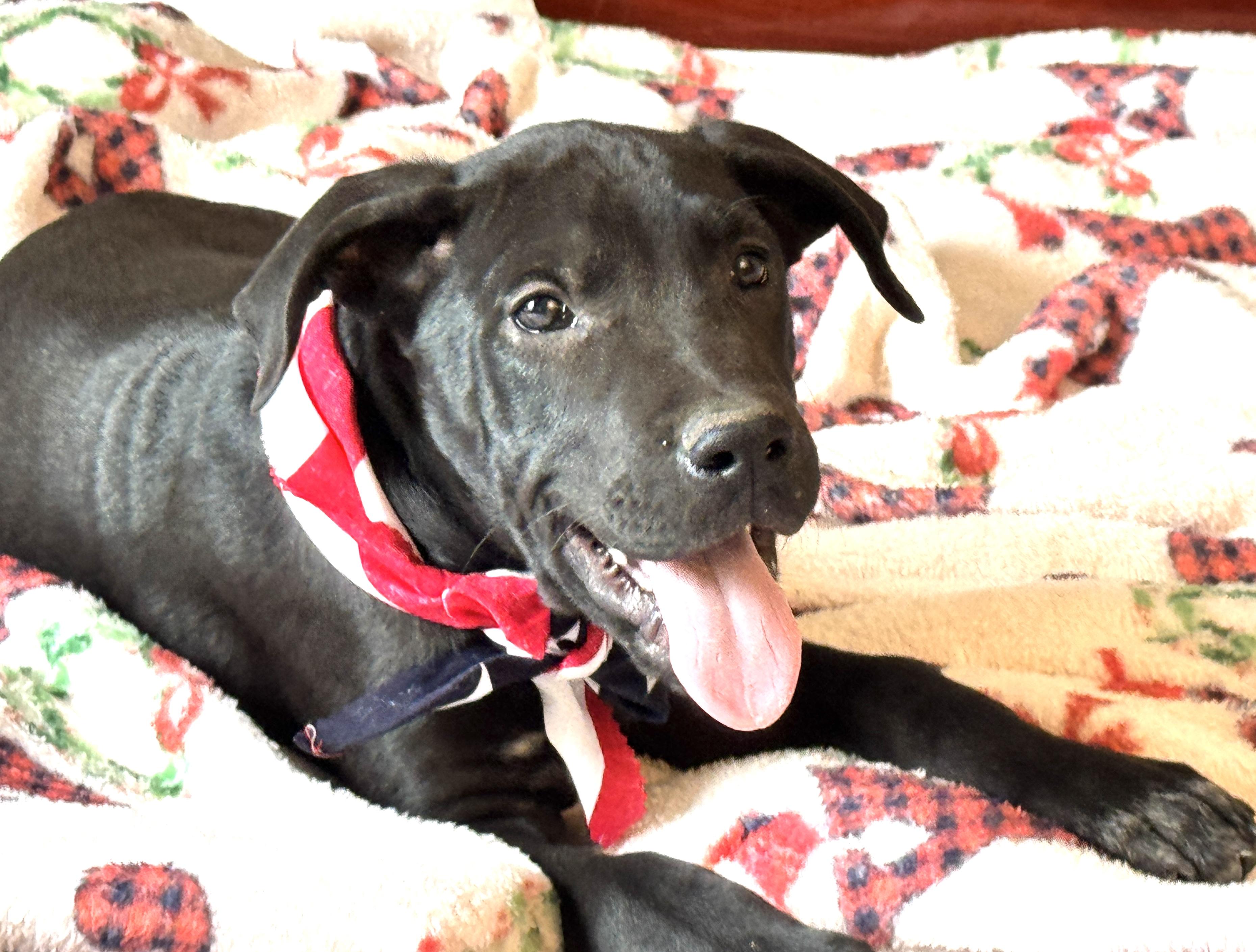 Enlarge KRINGLE, a Adoptable mixed breed in Jacksonville, FL image 5/5