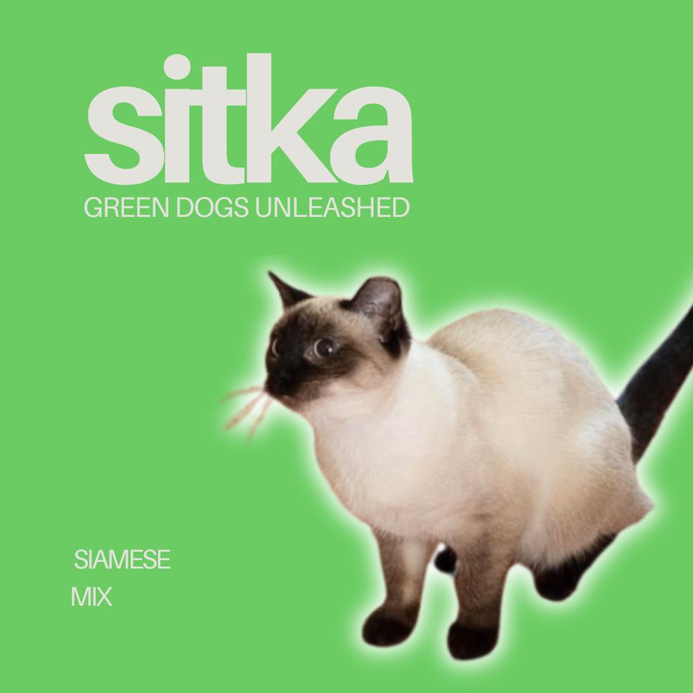 Enlarge Sitka, a Adoptable mixed breed in Troy, VA image 1/4