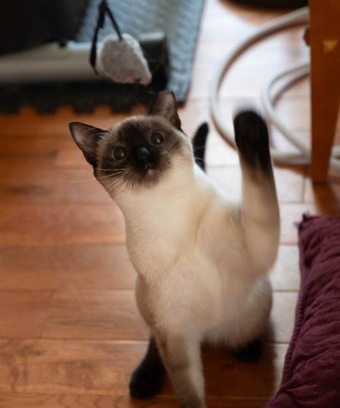 Enlarge Sitka, a Adoptable mixed breed in Troy, VA image 2/4