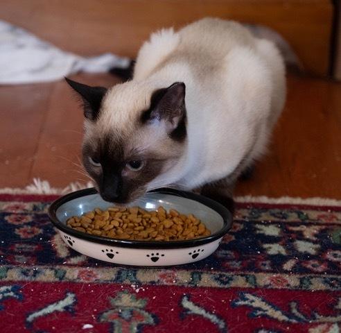 Enlarge Sitka, a Adoptable mixed breed in Troy, VA image 3/4