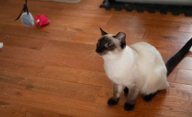 Enlarge Sitka, a Adoptable mixed breed in Troy, VA image 4/4