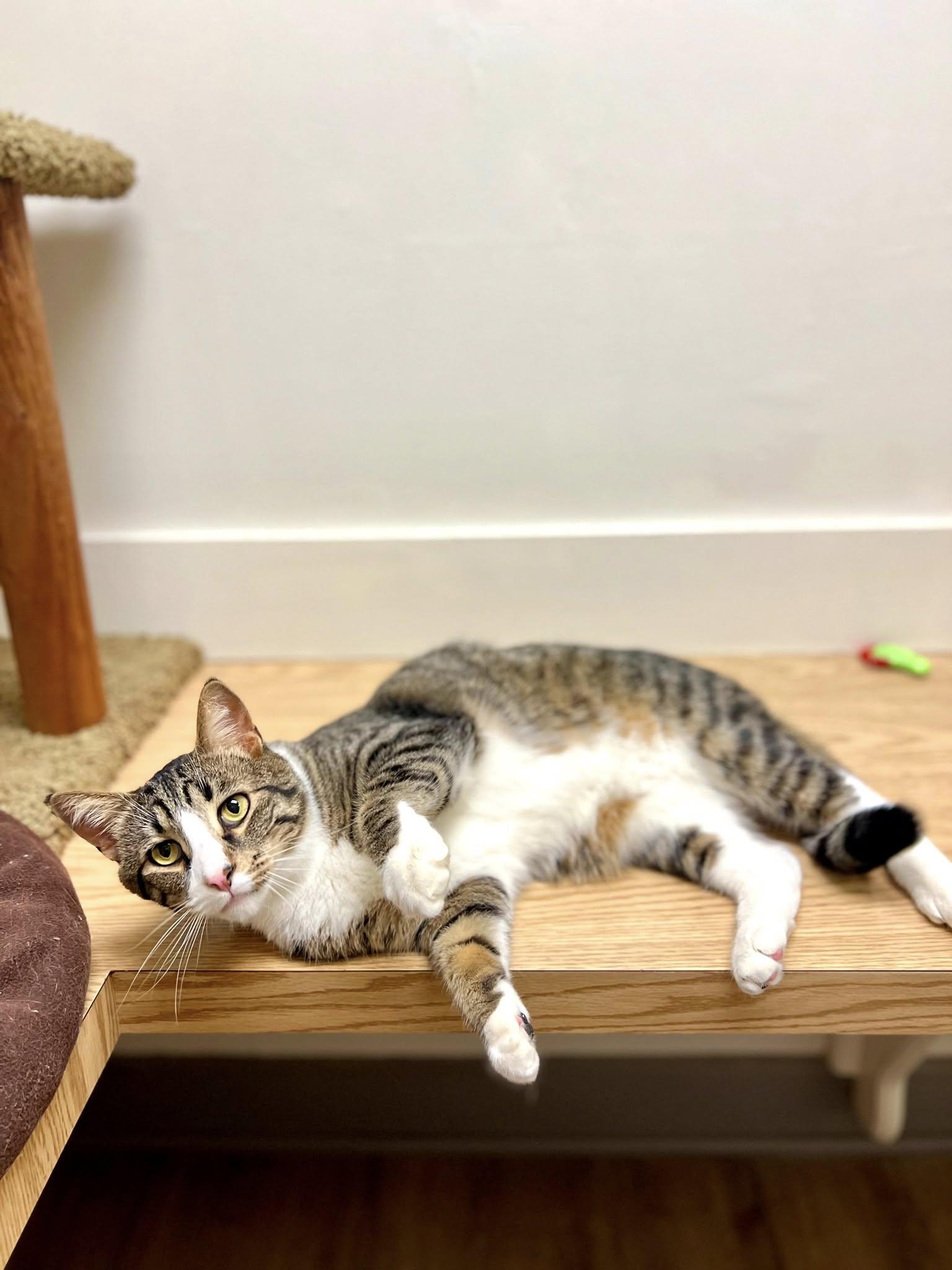 Julio25, Adoptable, Adult Male Domestic Short Hair.