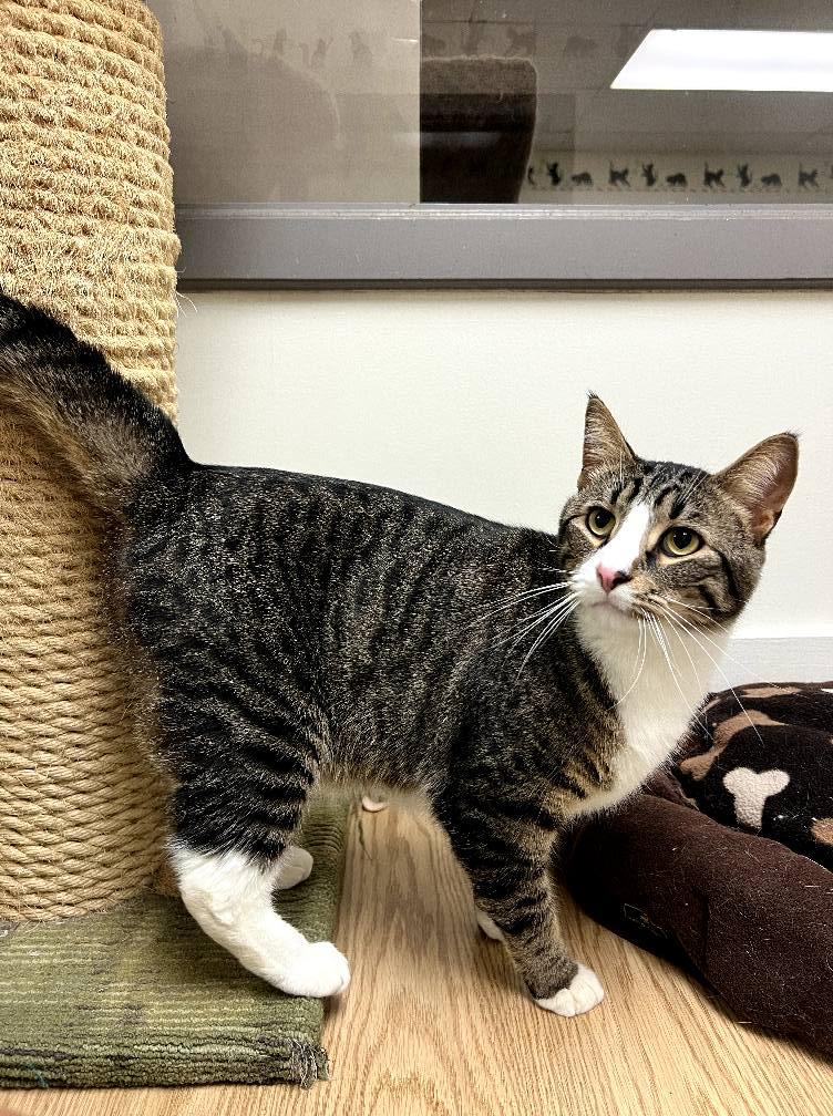 Julio25, a Adoptable Domestic Short Hair in Milwaukee, WI image 2/6