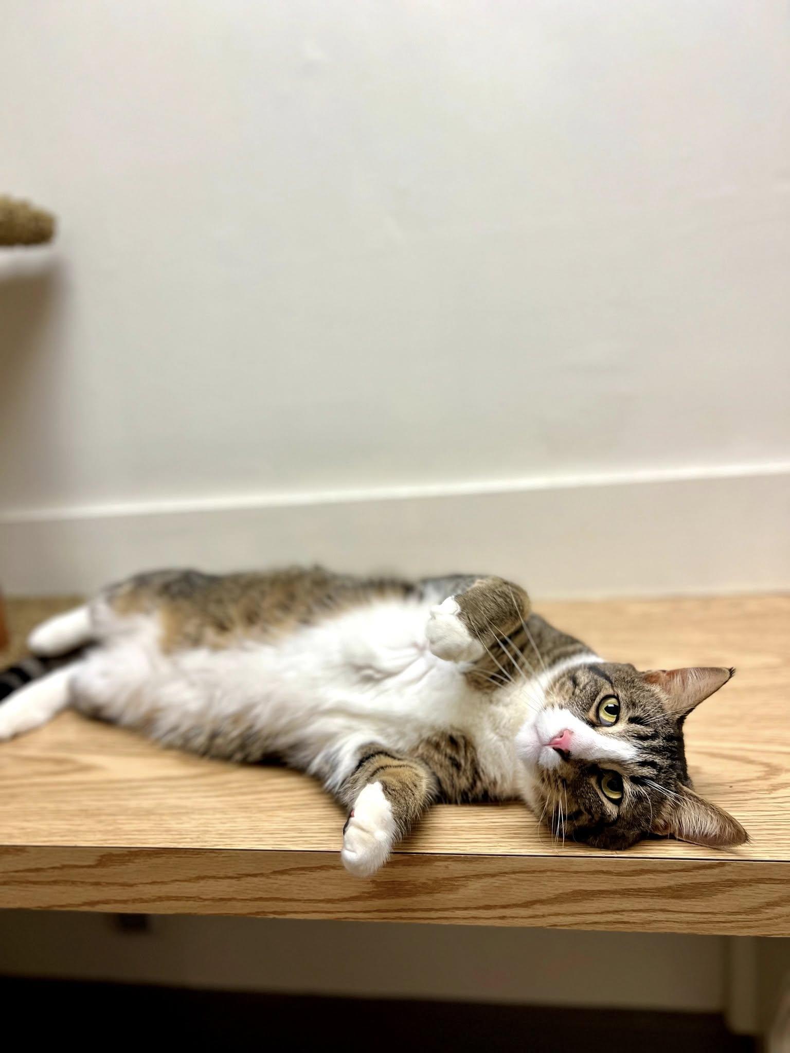 Julio25, a Adoptable Domestic Short Hair in Milwaukee, WI image 3/6