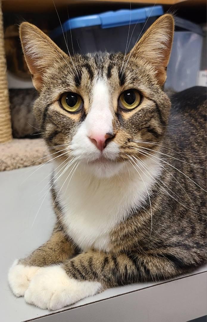 Julio25, a Adoptable Domestic Short Hair in Milwaukee, WI image 4/6