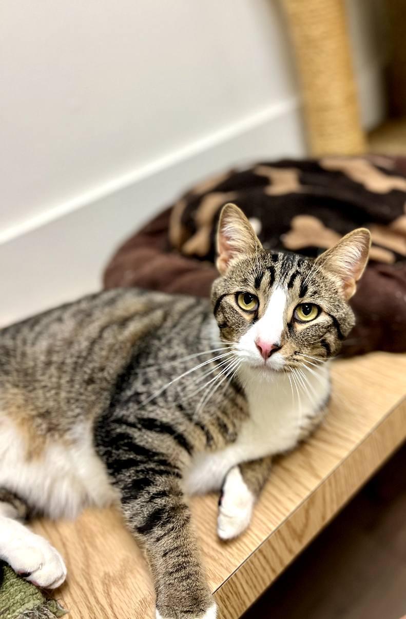 Julio25, a Adoptable Domestic Short Hair in Milwaukee, WI image 6/6