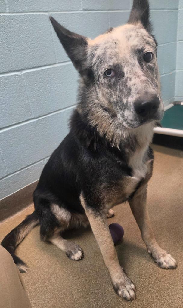 Enlarge Merlin, a Adoptable mixed breed in Sherwood, AR image 1/1