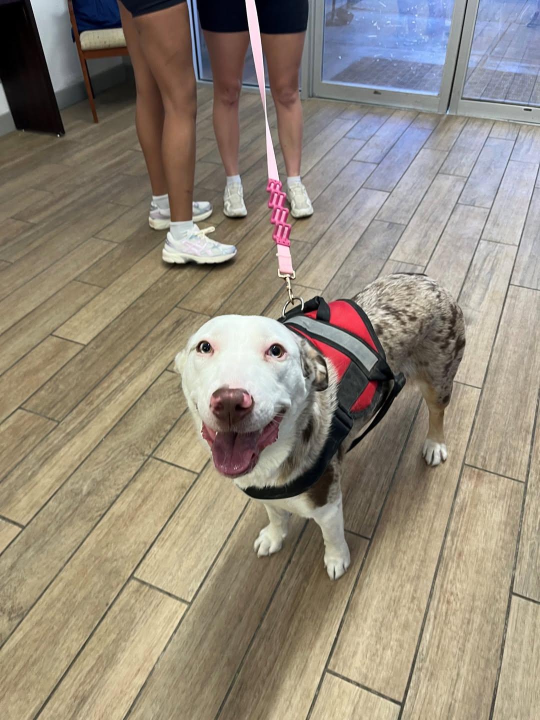 Bindi, Adopted, Young Female Australian Shepherd & Pit Bull Terrier.