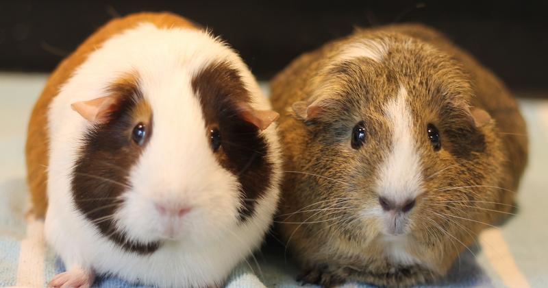 Stella and Luna, Senior Female Guinea Pig