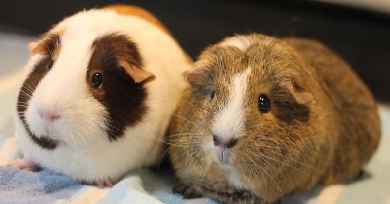 Stella and Luna photo 2