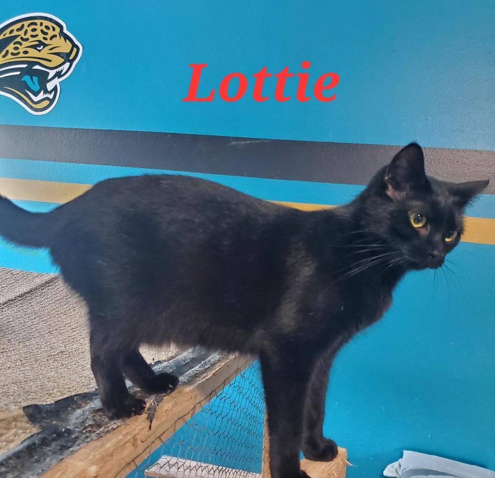 Lottie, a Adoptable Domestic Short Hair in Covington, LA image 1/2
