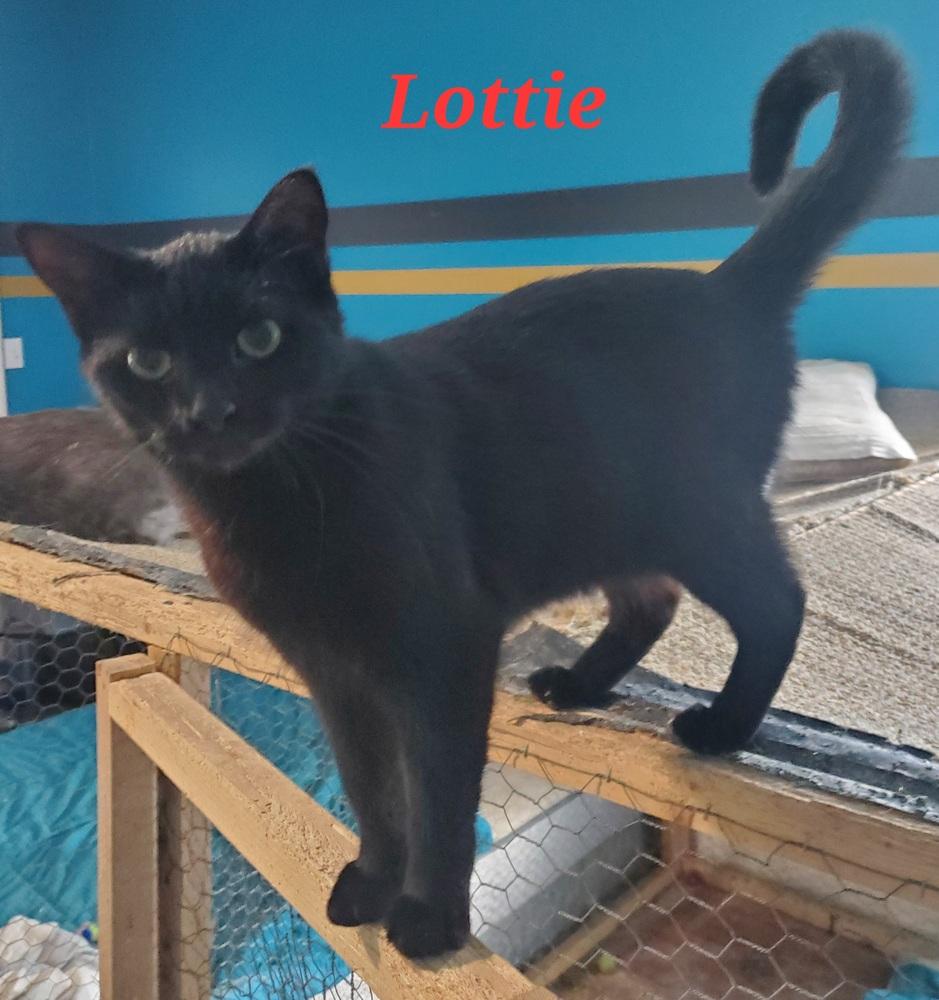 Lottie, a Adoptable Domestic Short Hair in Covington, LA image 2/2