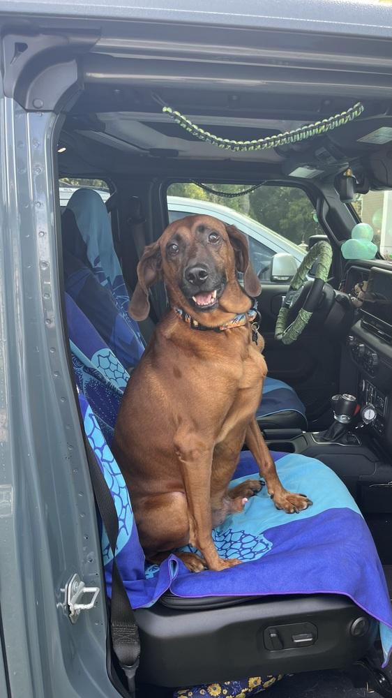 Bruno, Adoptable, Adult Male Redbone Coonhound & Hound.