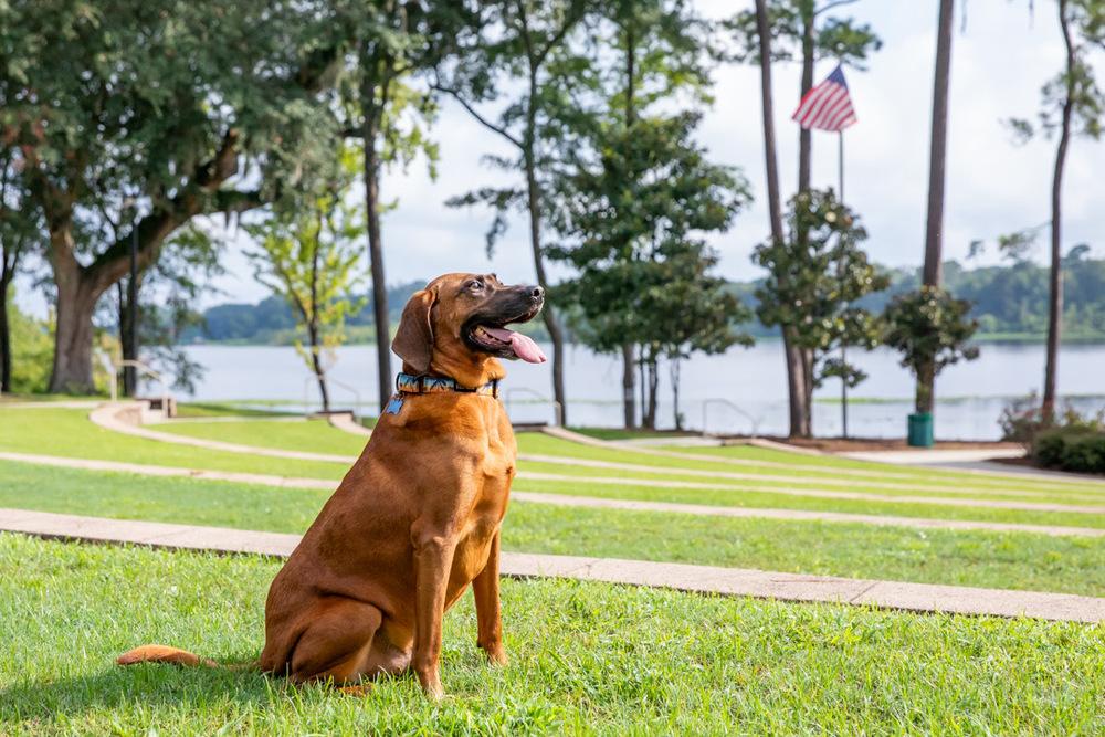 Bruno, a Adoptable mixed breed in Charleston, SC image 4/6