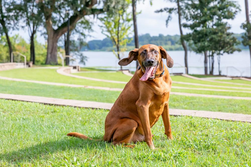 Bruno, Adoptable, Adult Male Redbone Coonhound & Hound.