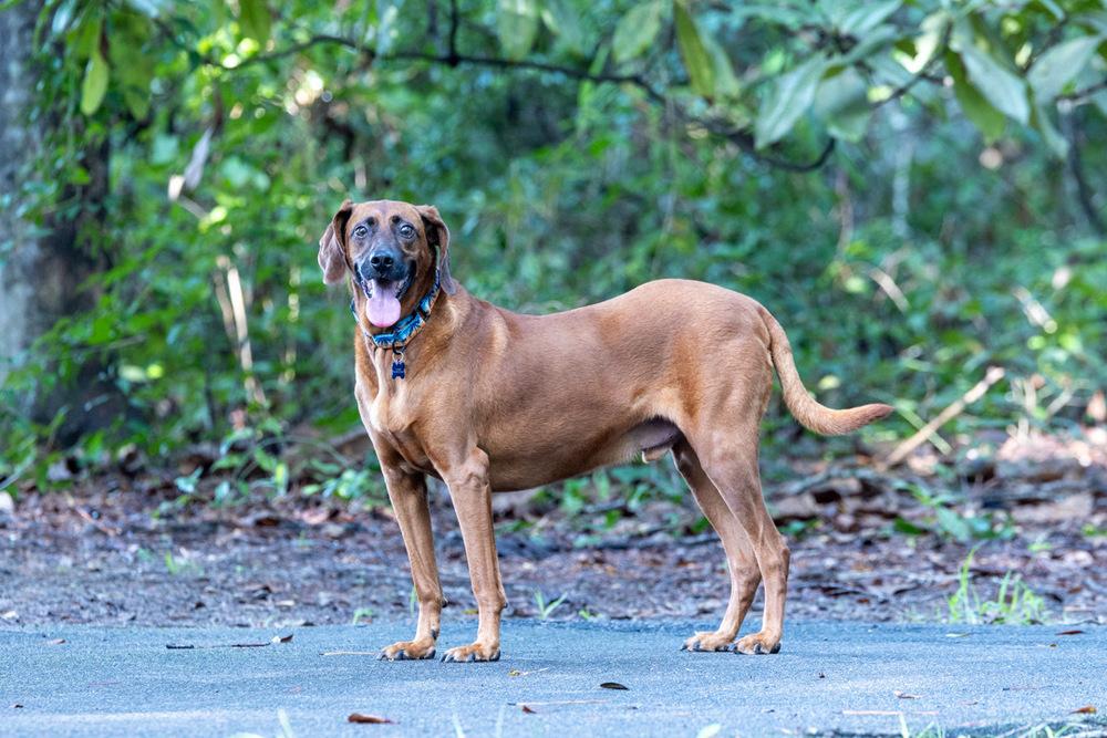 Bruno, a Adoptable mixed breed in Charleston, SC image 6/6