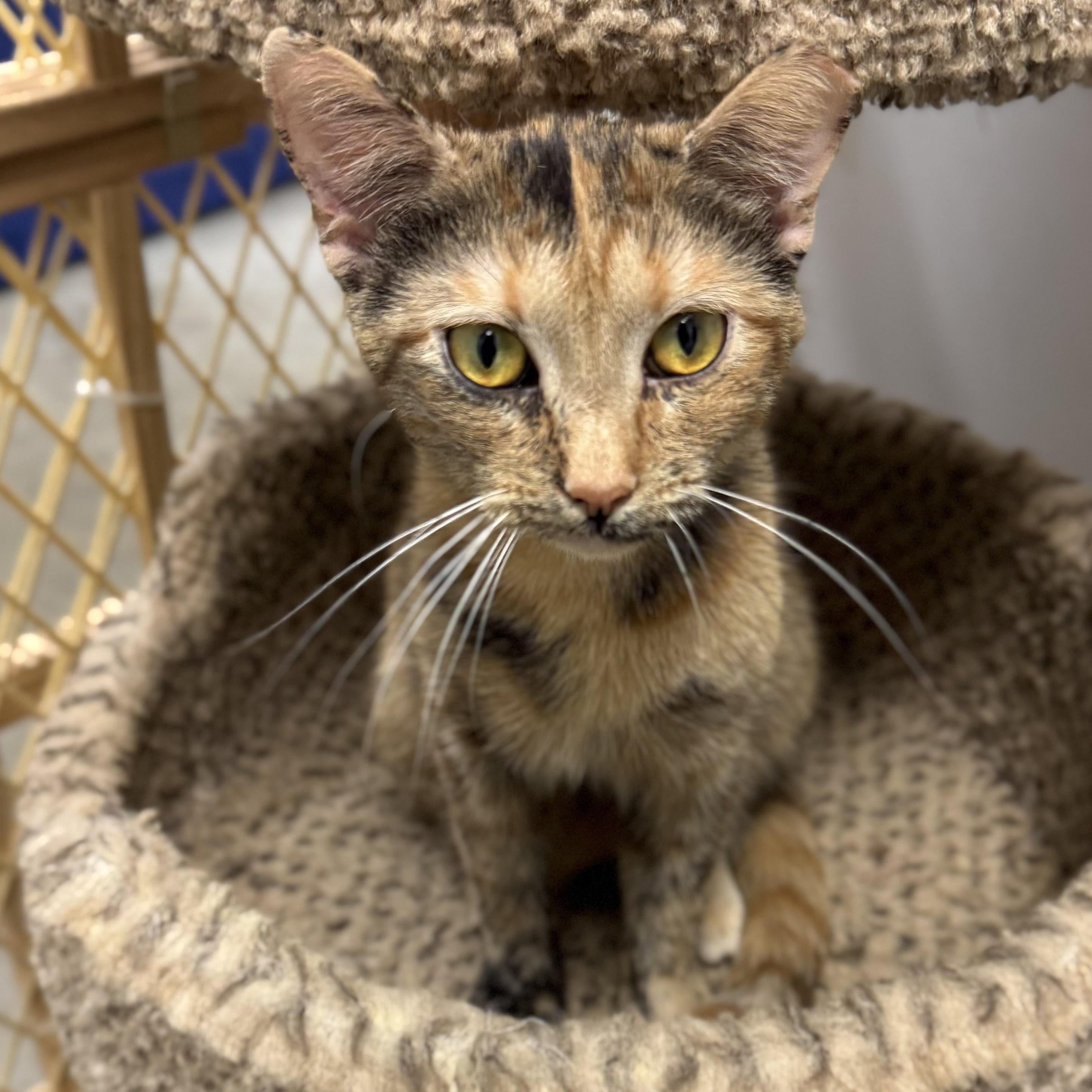 PURRLINA