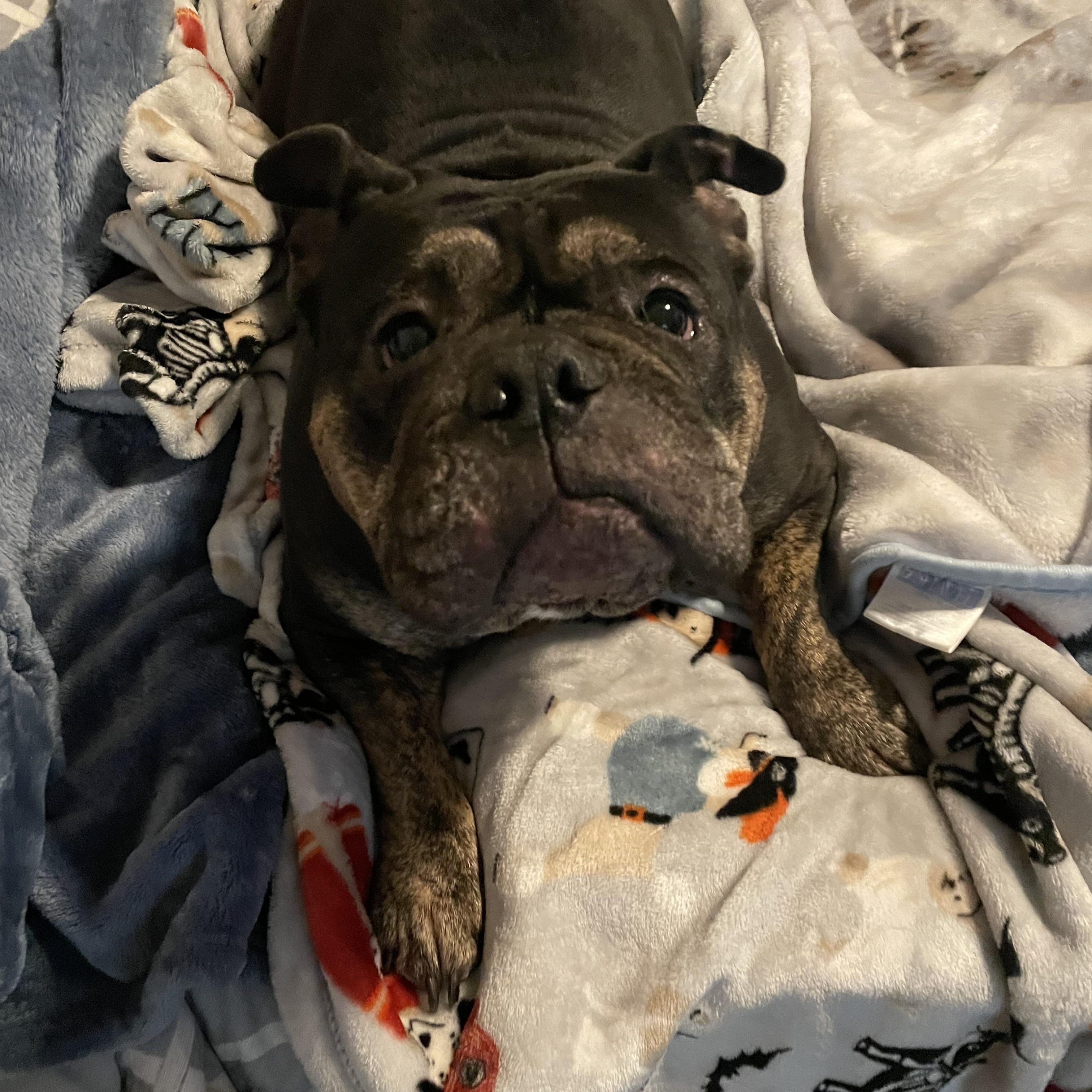 Enlarge Truffle, a Adoptable English Bulldog in Sacramento, CA image 5/6