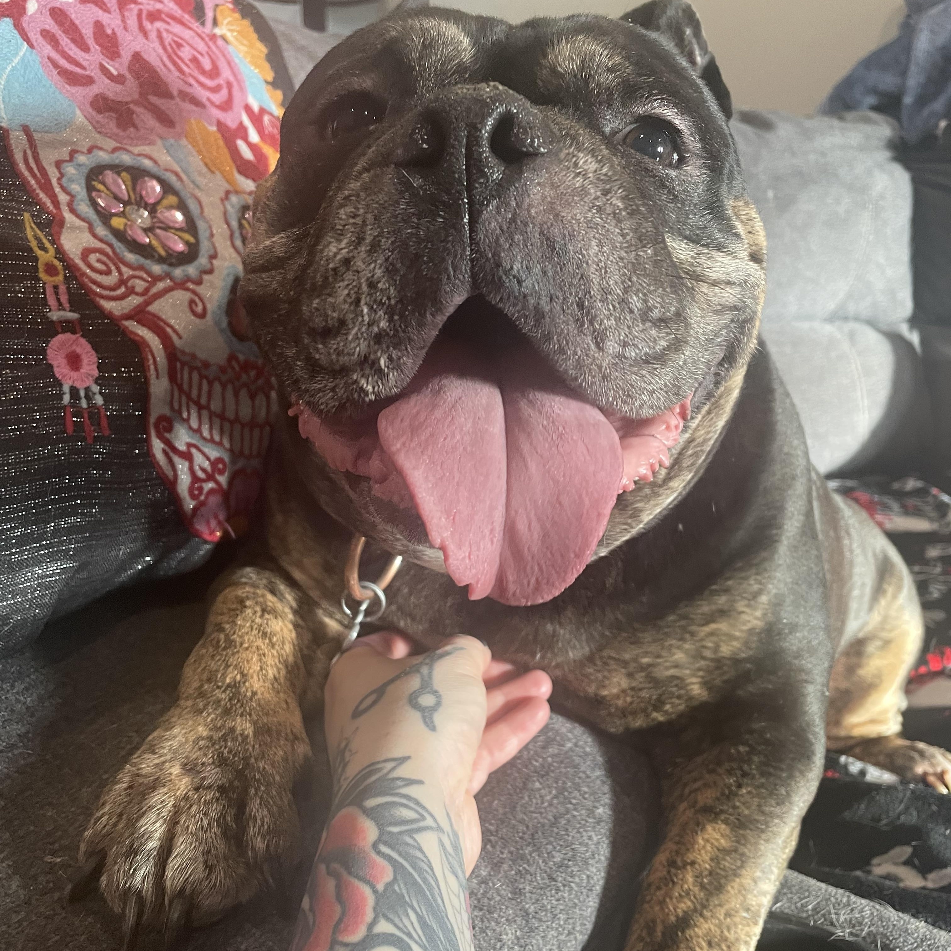 Enlarge Truffle, a Adoptable English Bulldog in Sacramento, CA image 2/6