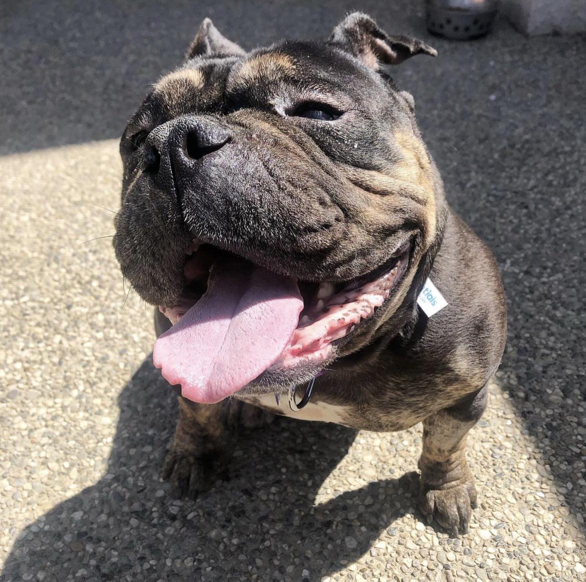Enlarge Truffle, a Adoptable English Bulldog in Sacramento, CA image 6/6