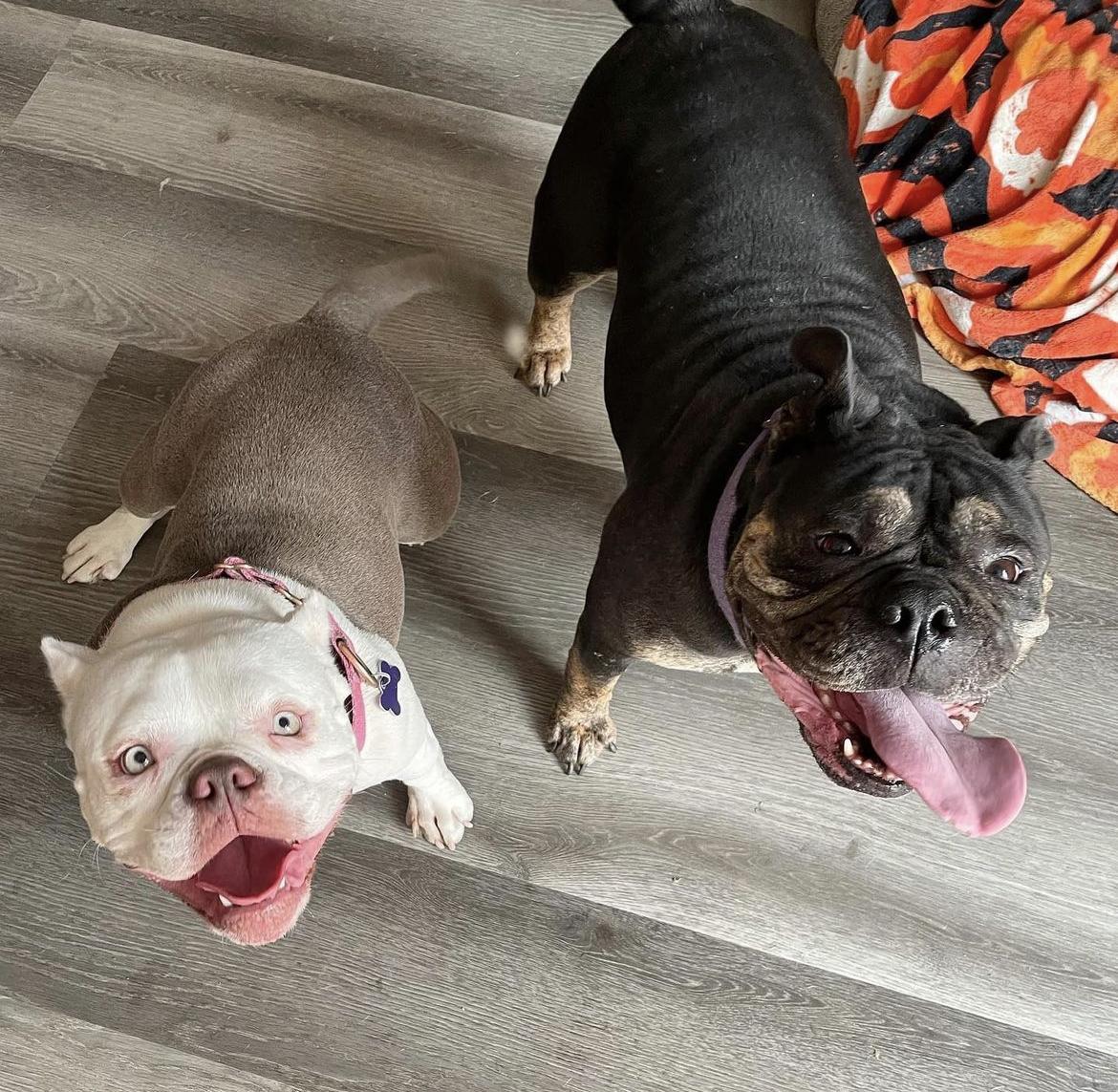 Enlarge Truffle, a Adoptable English Bulldog in Sacramento, CA image 3/6