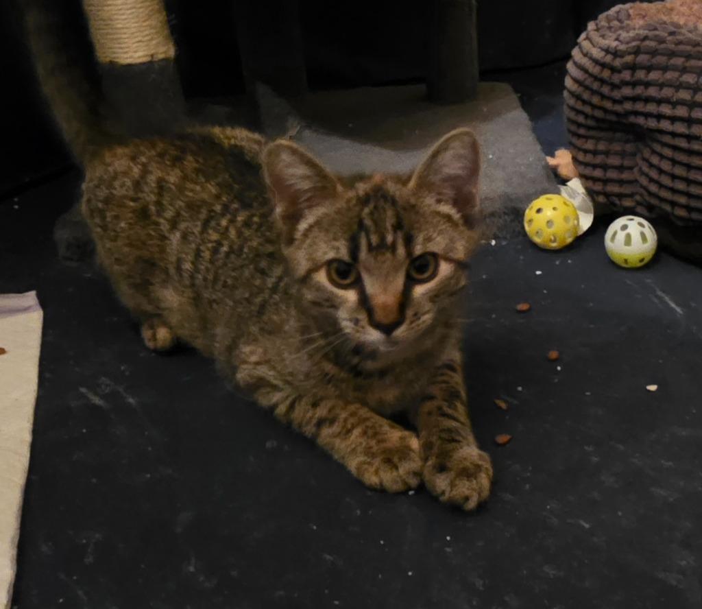 G3, Adoptable, Kitten Female American Shorthair.