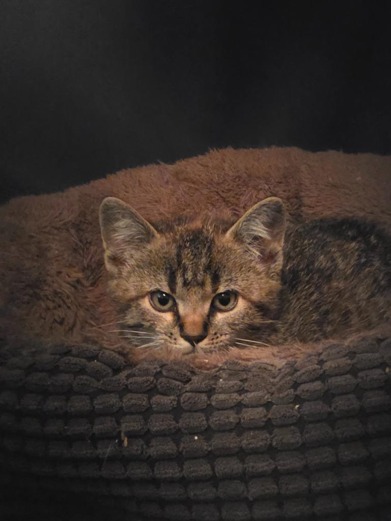 Enlarge G3, a Adoptable American Shorthair in Hagaman, NY image 2/2